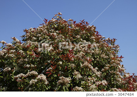 Kaname Memochi Kaname Memochi 3047484