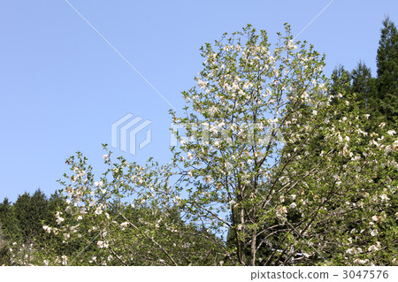 Kobushi Kobushi 3047576