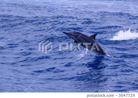 Dolphin Dolphin 3047729