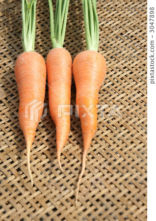  胡蘿蔔胡蘿蔔 3047898