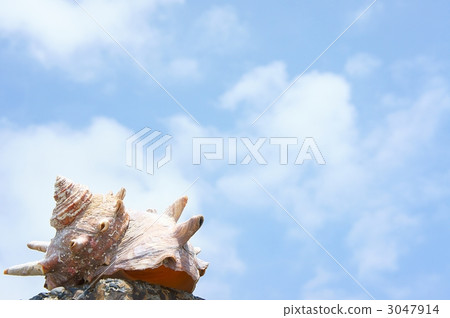 海螺蝸牛海岸沙灘 3047914