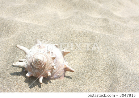 海螺蝸牛海岸沙灘 海螺蝸牛海岸沙灘 3047915