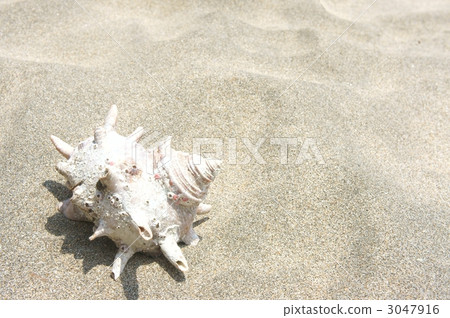 海螺蝸牛海岸沙灘 3047916
