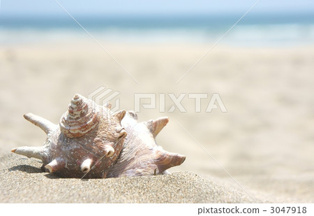 海螺蝸牛海岸沙灘 3047918