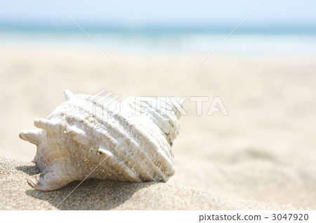 海螺蝸牛海岸沙灘 3047920