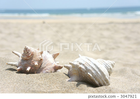 海螺蝸牛海岸沙灘 3047921