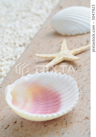 Seashells and starfish on bricks 3047925
