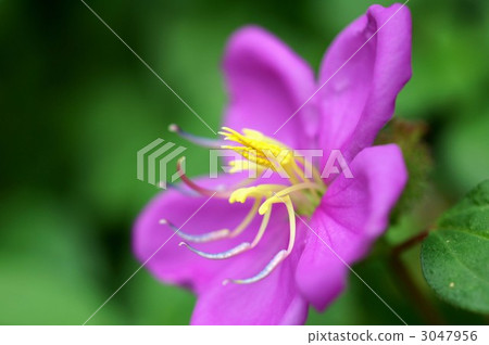 melastome, asian melastome, princess flower 3047956