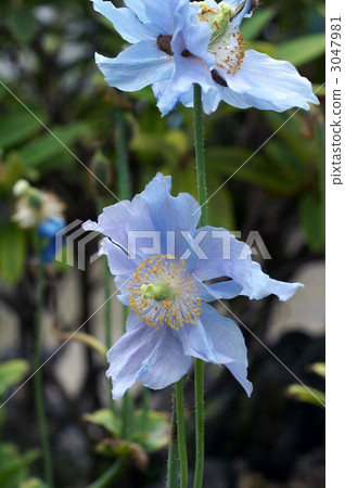 藍罌粟 多刺綠絨蒿 鶴見緑地 3047981