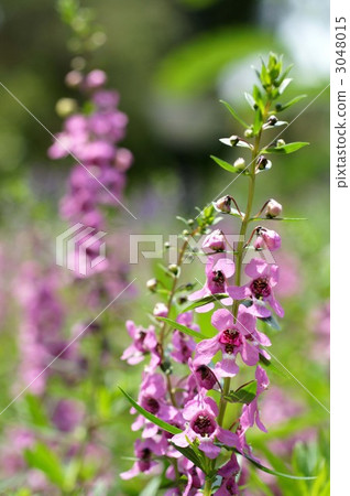 narrowleaf angelon, angel face, angel lavender 3048015