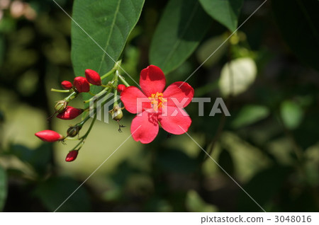 muntingia calabura, singapore cherry, peregrina 3048016
