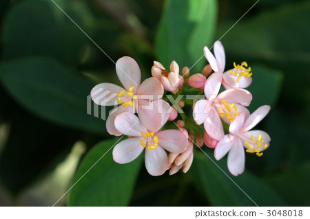 文定果 花朵 花 3048018