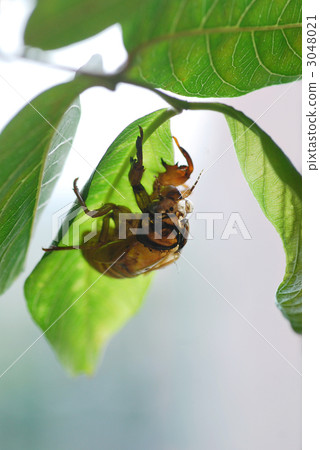 蛹的抗衰老（Abra Zemi） 3048021