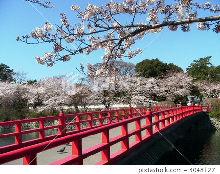 Cherry blossoms of Odawara Castle Cherry blossoms of Odawara Castle 3048127