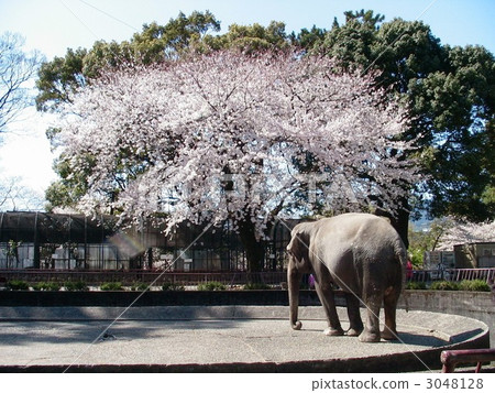 Cherry blossoms and elephants at Odawara Castle Cherry blossoms and elephants at Odawara Castle 3048128
