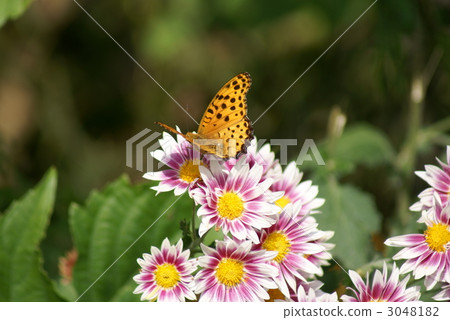 Black leopard sprayer spray chrysanthemum and rhododendron 3048182