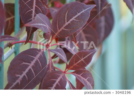 亨利常春藤的葉子變紅了。 3048196
