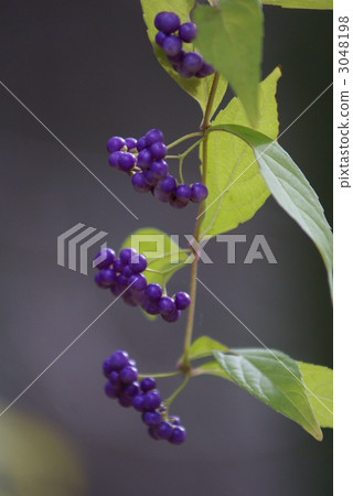 Murasaki Shikibu alias A real purple It is a comic string. 3048198