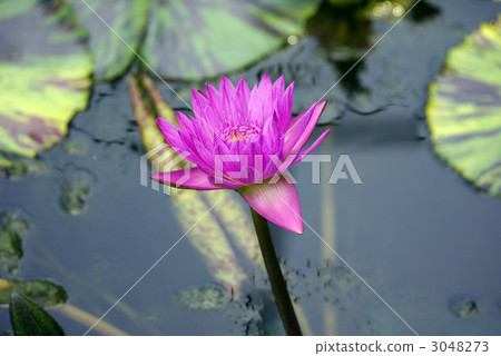 water lily, water-lily, waterlily 3048273