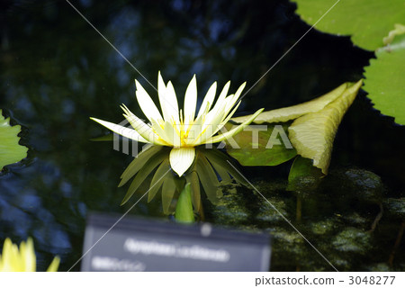 water lily, water-lily, waterlily 3048277