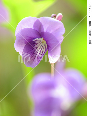 Nioi tachibubisu Nioi tachibubisu 3048348