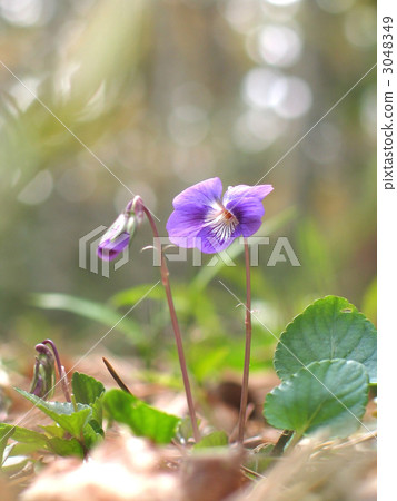 Nioi tachibubisu Nioi tachibubisu 3048349