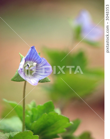 Ouninoguni閣下 3048353