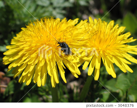 Insects that mate on a Tangopopo 3048376
