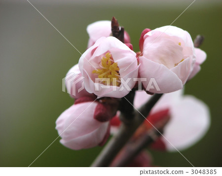 Harazobu Umei Harazobu Umei 3048385