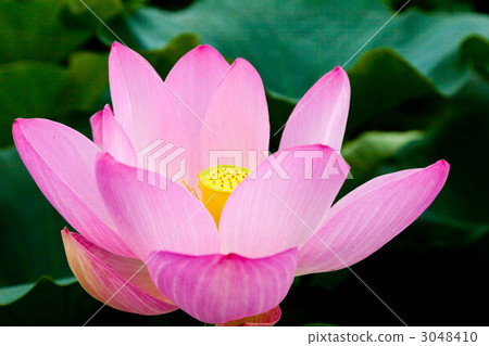 Lotus flower Lotus flower 3048410