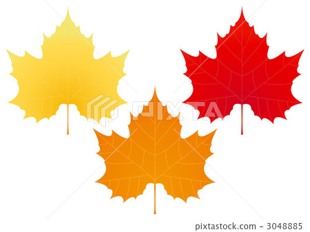 糖楓 糖楓 3048885