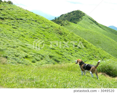 米格魯 比格犬 高原 3049520