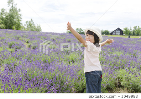 薰衣草和女孩 3049988
