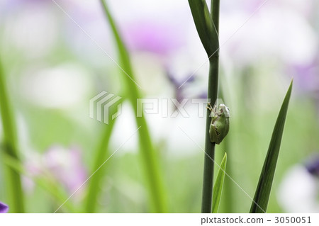 A frog A frog 3050051