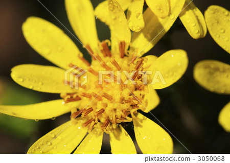 雨後的黃昏雨 3050068