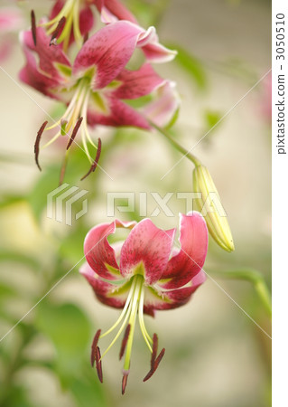 鹿子百合 百合 百合花 3050510