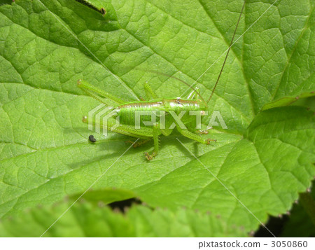 蚱蜢 蝗蟲 蟲子 3050860