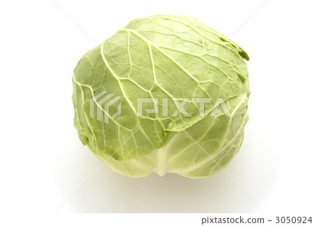 cabbage  3050924
