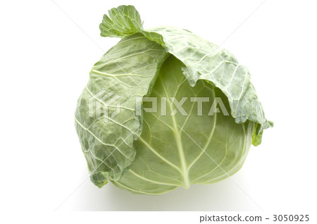 cabbage cabbage 3050925
