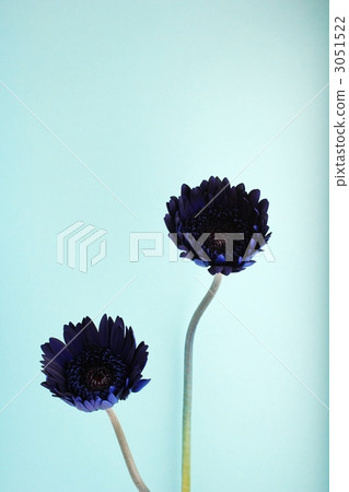 Blue Gerbera Blue Gerbera 3051522