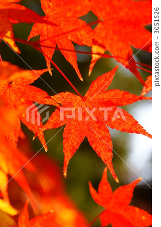 楓葉楓 3051526