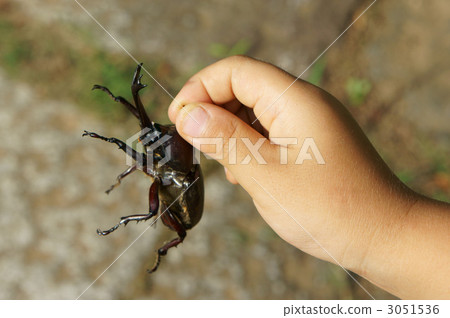 Fun insect collection Fun insect collection 3051536