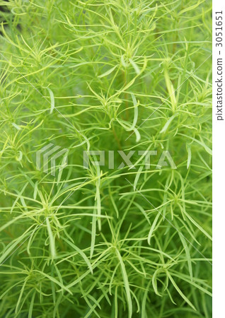 Up of Kokia (Hokigusa) Up of Kokia (Hokigusa) 3051651