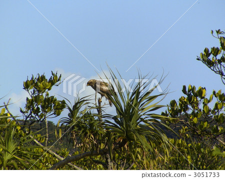 Kammuriwa Young bird 3051733