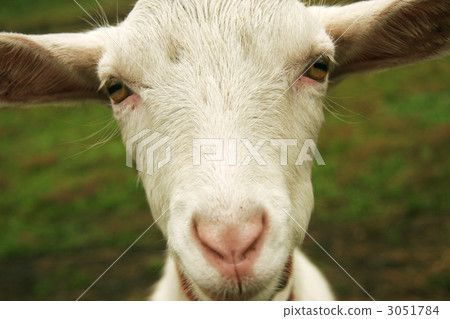 山羊 動物 陸上動物 3051784