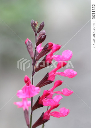 Cherry sage flowers Cherry sage flowers 3051852