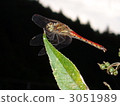red dragonfly, variety of red dragonfly, dragonfly 3051989