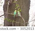parakeet, parrot, birdie 3052013