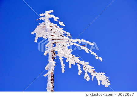 覆有霜的樹 冰霜覆蓋的樹木 櫪木 3052057