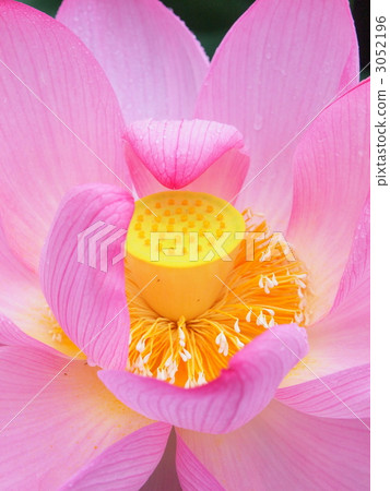 lotus flower, center, centre 3052196